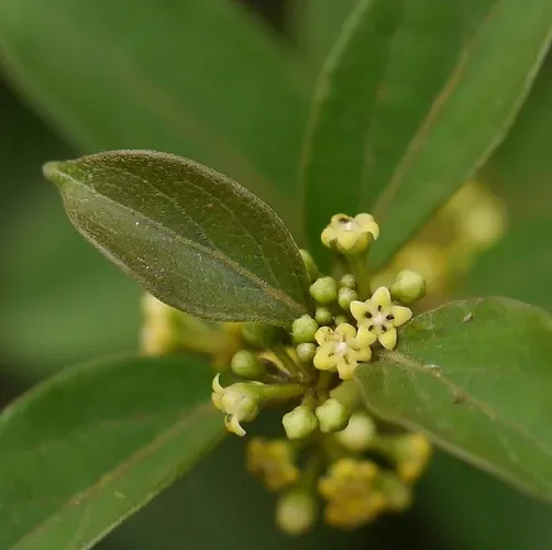 Gymnema Sylvestre