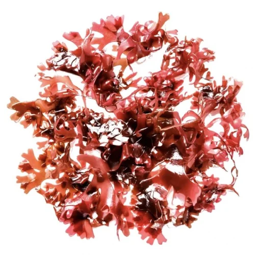 Haematococcus Pluvialis