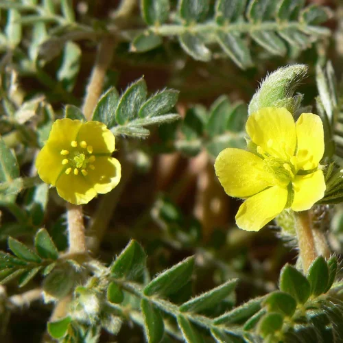Tribulus zemzemes