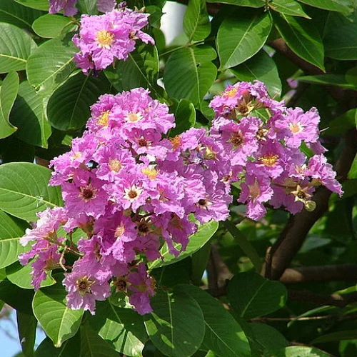 Folhas de Banaba