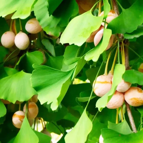 Extrato de Ginkgo